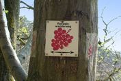 Rote Weinrebe - Wegzeichen des Rotweinwanderweg